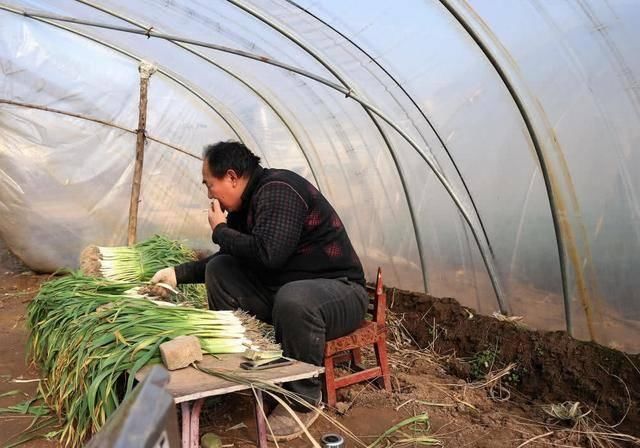  「种植蒜苗」农民种植一种蔬菜，2亩收入24000元，值得借鉴吗？