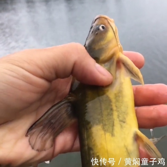 农村人经常钓到的“它”，都当黄骨鱼吃了，殊不知比牛肉还贵！