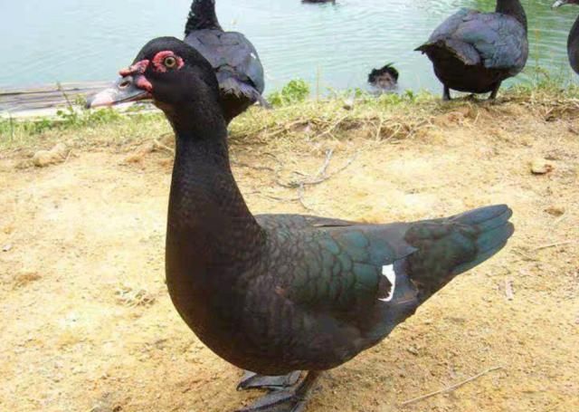  【利润】养殖火鸭成本小、利润高，养殖1000只火鸭赚多少钱