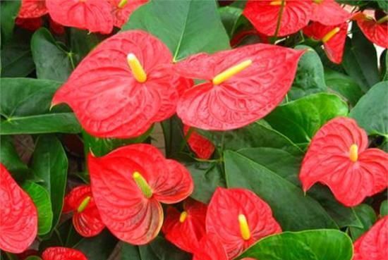  『毒素』这3种花最好不要养，开花美叶子绿，没想到自带毒素