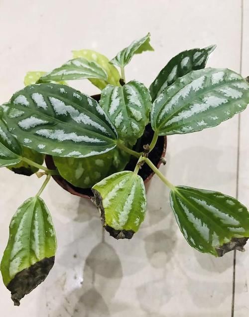  [观叶]让爱养花的你更懂植物——观叶植物浇水篇的实例讲解