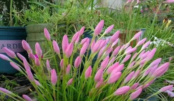  [娇艳]这“花”神奇，“下雨”前夕必开花，1年开花无数，朵朵娇艳