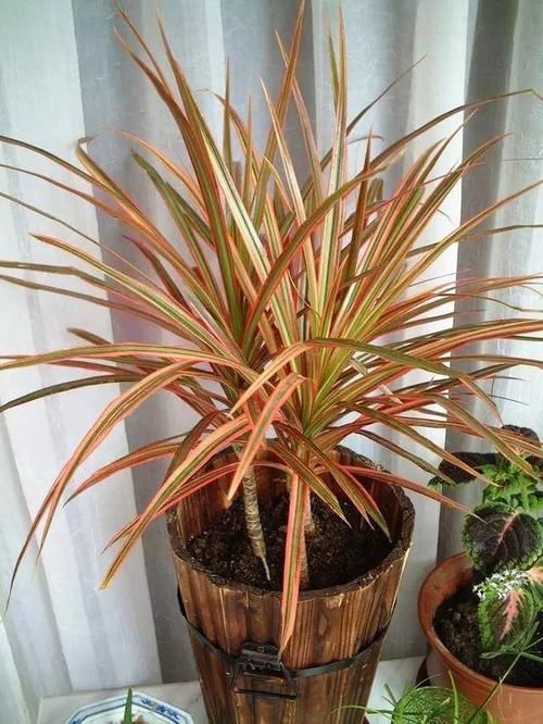 『适合』家庭6种耐阴植物的排行榜,哪种是你养死的?