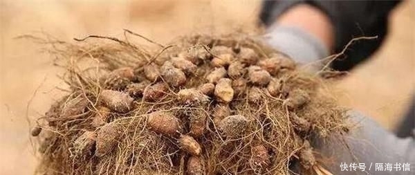  地下：它被称为“地下核桃”，又能产油又能喂猪，为啥中国农民