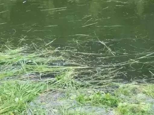  过了小满之后：季节不同，气候不同，想要渔获多一些，钓法也要随着变