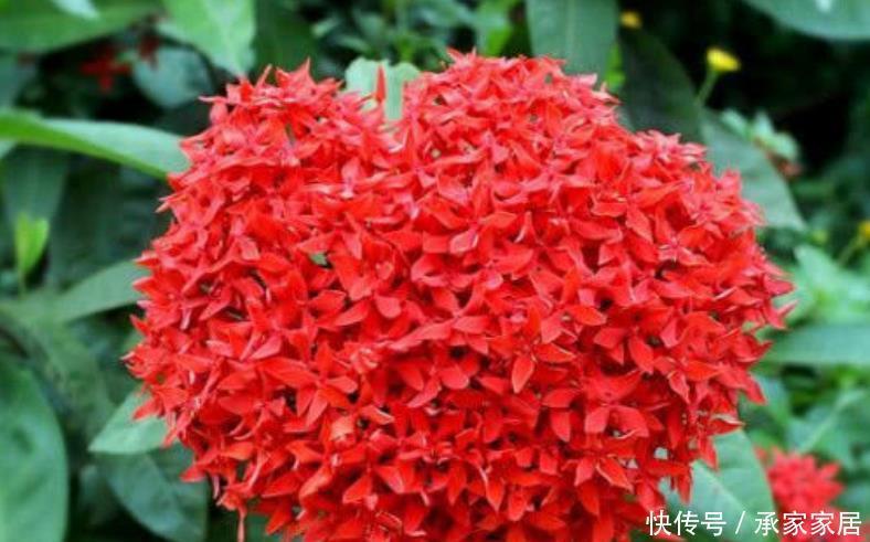 茉莉花■最适合夏天养的花,40度高温晒不死,越晒开花越旺,花香四溢!