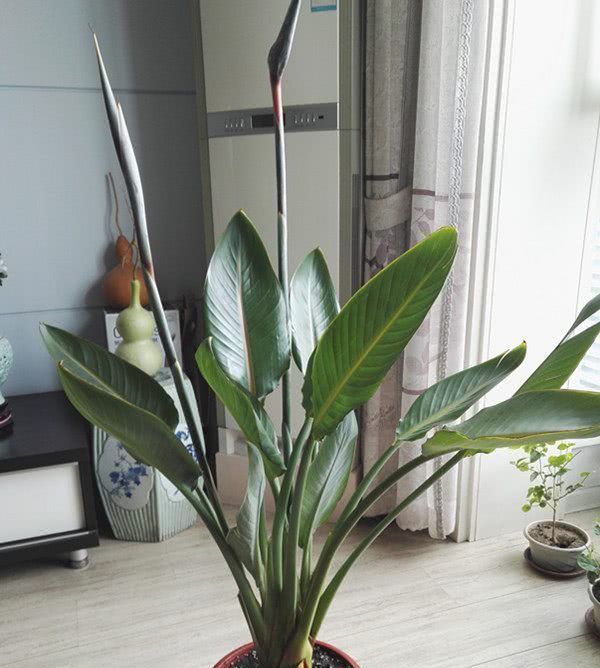  漂亮：别只养绿萝吊兰，此植物好养更漂亮，丢土里就能活，富人家都爱养