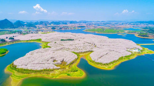 在贵州私藏的人间仙境里，做一场6000亩的樱花梦