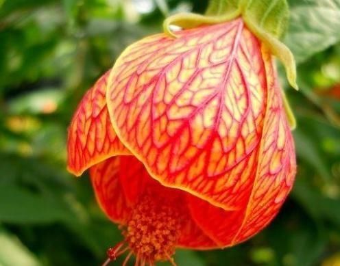  养花■阳台养盆“它”，胜过各种花，花朵似“铃铛”，花开一串又一串
