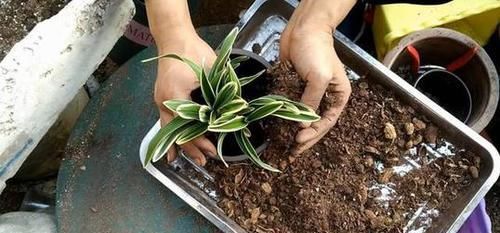  #枝繁叶茂#用这个垃圾养花，植物都喜欢，一年不用施肥，也能枝繁叶茂！