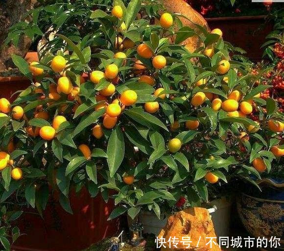  「果实」阳台种了几棵果树，挂果多想吃都能随手摘，好看好养水分十足！