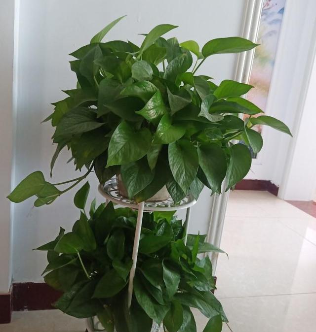 『种绿叶』来点绿叶养养眼,这几种满盆,长势真是旺