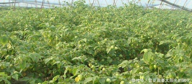 农民不种甜瓜种它，亩产5000斤，每斤20元