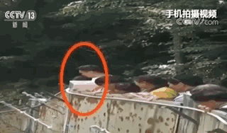 这些人不仅对熊猫大吼大叫，还用石头砸国宝，被列入黑名单算轻的