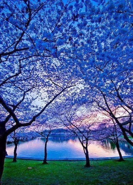  「想养」花园里种上“3种花”，清新又漂亮，看过了都想养，超级美！