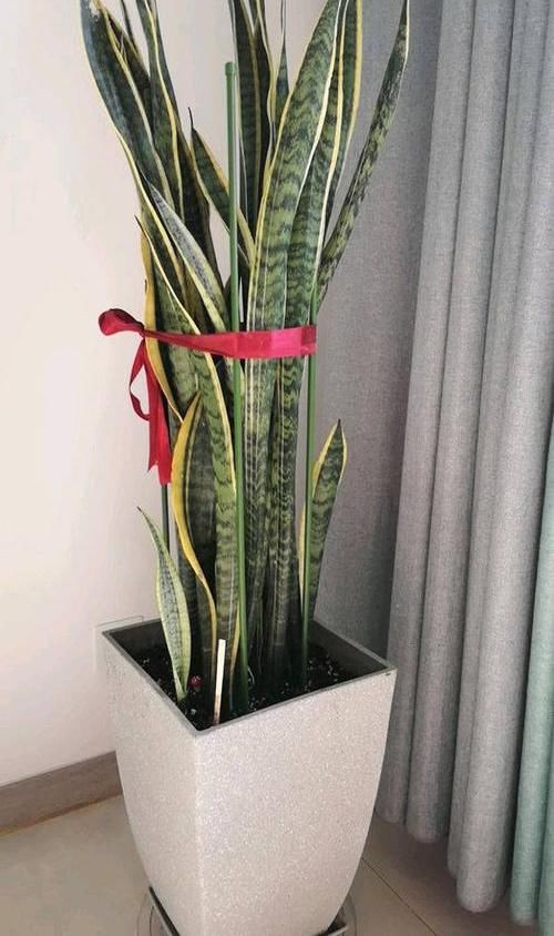  『好运』家养一盆“好运花”，健康好运来，用黄豆养虎皮兰，轻松养爆盆