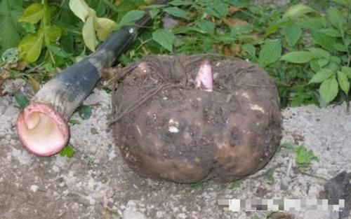  除掉：荒地见到这种野草，可别轻视或除掉，块根66元一斤