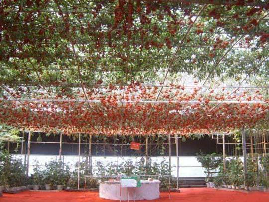 巨型番茄树, 单株番茄树可产番茄32000个