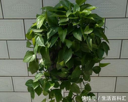 「绿萝」丢“2片药”给绿萝吃,30天长满花盆,叶片油亮,枝叶多!