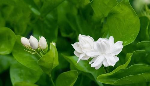  肥料：栀子花的花苞没开就掉了？注意做好6点，花开一茬接一茬