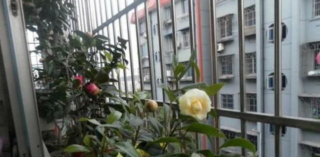 五月份:快五月份了,茶花能放在窗台上养护吗?