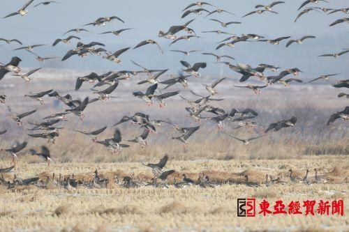 几十万只大雁集结南迁 敬信湿地形成候鸟风暴