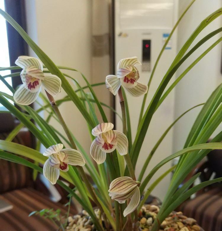  红艳：“精品玫瑰”卡罗拉，花色红艳似火，优雅高贵，客厅养花首选