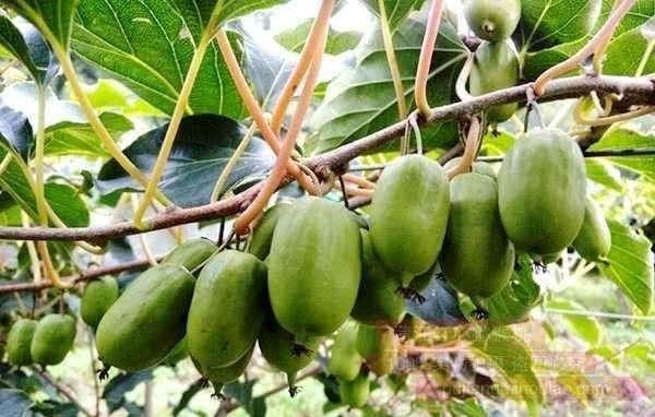 别种桃树梨树了，此新型果树2棵能结3箩筐，全家吃不完，好吃好养