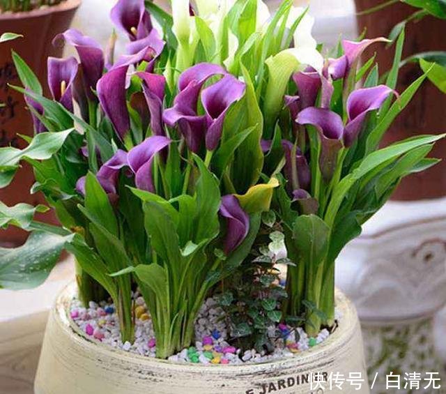  『盆土表面干』就是这5种花，越浇越水爆盆，一缺水马上就蔫了，怪不得总养不好
