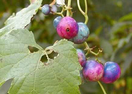 它被农村人称作“假葡萄”，老人说吃不得，殊不知其能止痛止血！