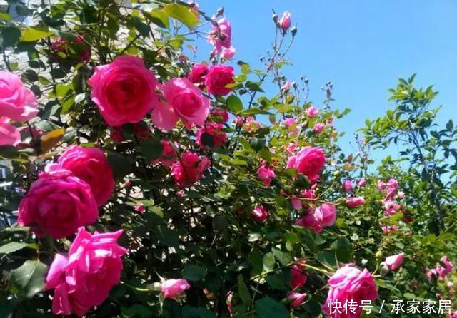  保活：养花小技巧：养花全靠1句话，100%保活！