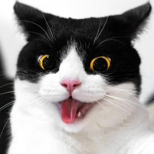 『猫肉』为什么人们都不吃猫肉?真的因为猫肉是酸的吗?其实不然