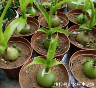  万年青@养殖虎眼万年青该怎么浇水？弄清前提、时机，植株越长越旺
