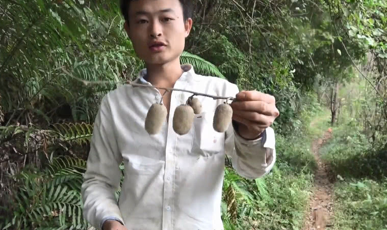 农村小伙到野外山上爬树，就为了采摘这种野果，你吃过没