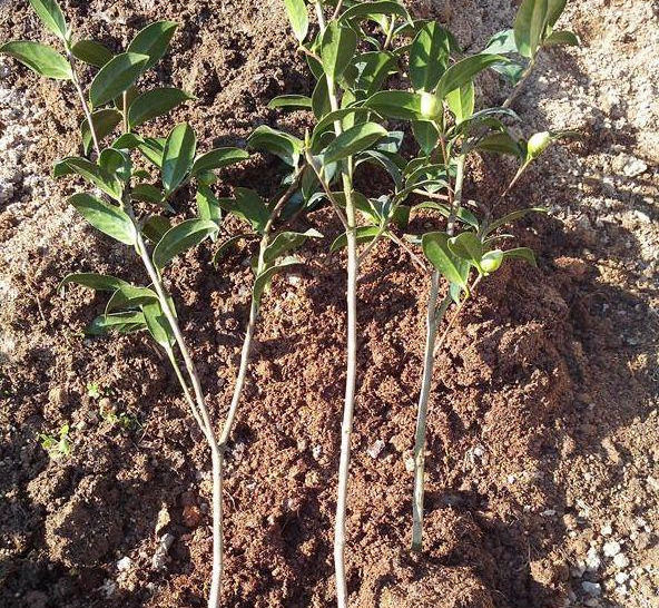  [枝条]3根茶花小苗绑一起,枝条成倍长,又粗又壮