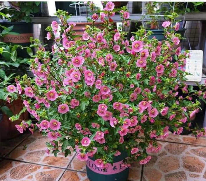  适合：阳台养花，不妨养这4款植物，花儿轻松开爆盆，适合阳台盆栽