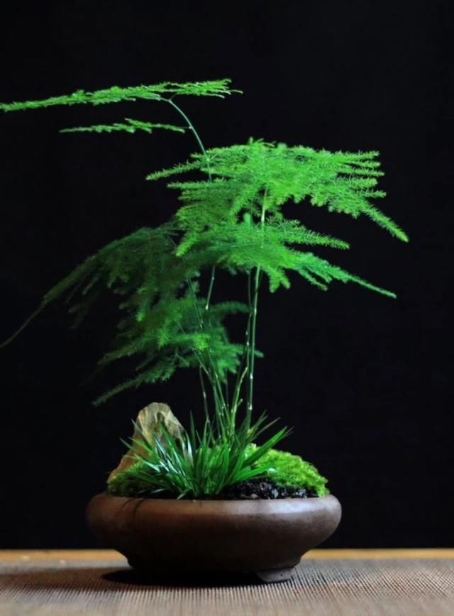  『意境』文竹养成“小盆景”，颜值高、有意境，牢记3个要点你也可以
