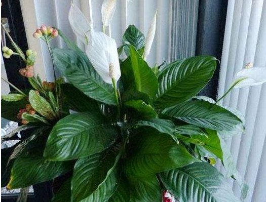  『寓意』聪明人会养这4种花，每1种都有特殊寓意，难怪家里还这么富！