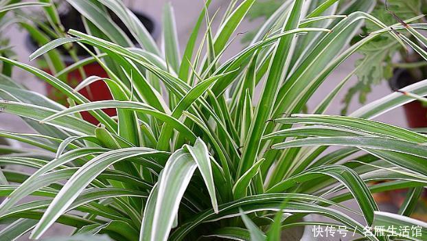 "nlabel":"stat_3176116568:zm.news.so.com:5ZCD6LSn5bim5L2g5bCd5bC96aOf给吊兰换盆,选个最佳“时间段”,换完快生长,轻松又爆盆