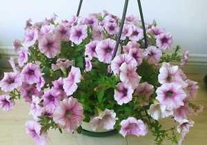  值得|此盆栽花超级好养，花色绚丽，花多易爆盆，全年开不停，值得拥有