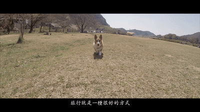 带着养了8年的柯基,她和狗狗一起做了世界上最浪漫的挑战……