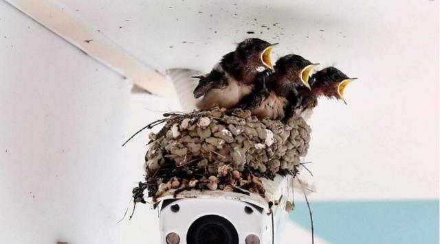  老人@农村老人常说“燕知寒门，狗知新婿”是什么意思，真的是这