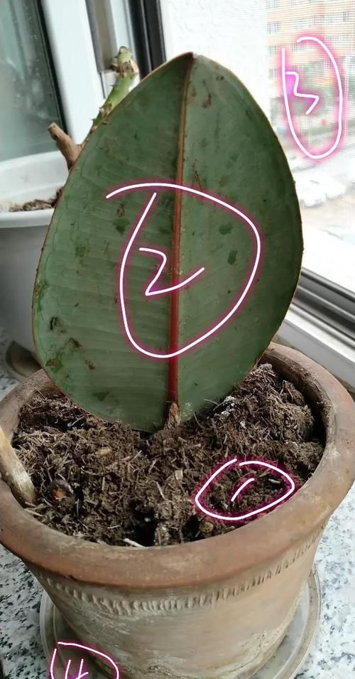  「扦插」橡皮树不用买，一片叶子繁殖一大盆，叶插有妙招，侧芽蹭蹭就爆盆