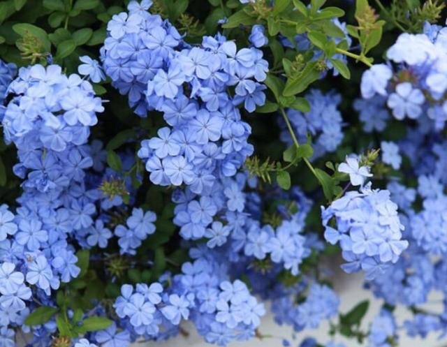狂野:3种普通花,开花很狂野,最适合养阳台上,四季观花海