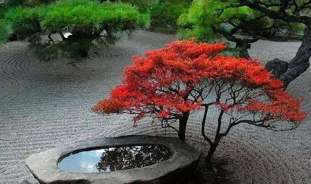 诗意心境，禅意鱼池，你所不知道的佛系庭院