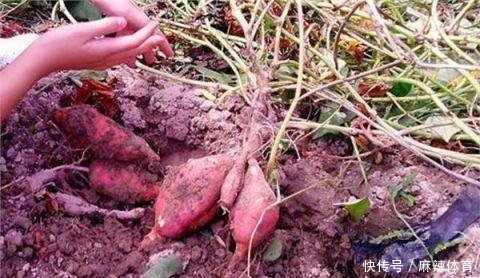  「想到」农村老汉在田地里挖地瓜，没想到还有意外收获，老汉顿