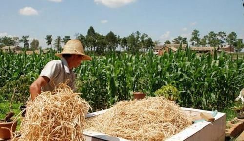  种植■乡下这种农作物：每亩能产1万斤左右 20块钱1斤 但没有几