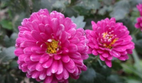  『这款』阳台养花选这款,全年开花,花多易爆盆,漂亮不输玫瑰,绚丽多彩