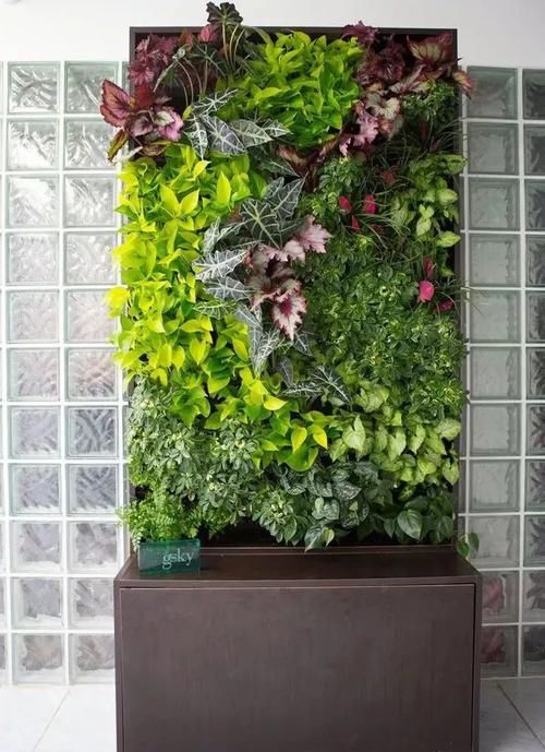  室内植物墙■墙上“种”植物，竟如此好看？
