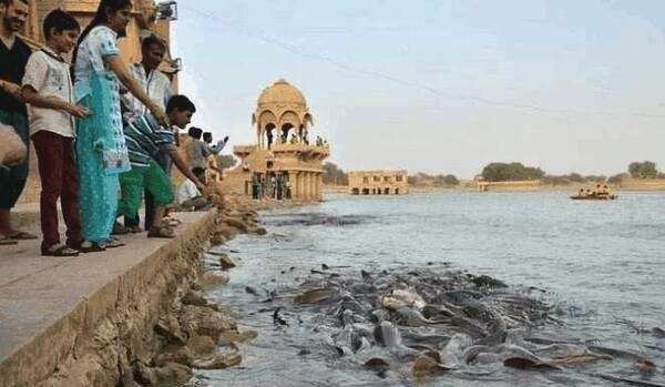 印度“圣河”鲶鱼泛滥成灾，竟还想卖给中国人，网友：当我们傻？